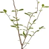 Tulpenmagnolie 5 l Container