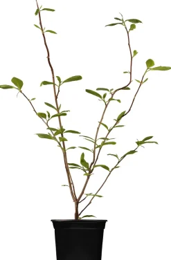 Tulpenmagnolie 5 l Container