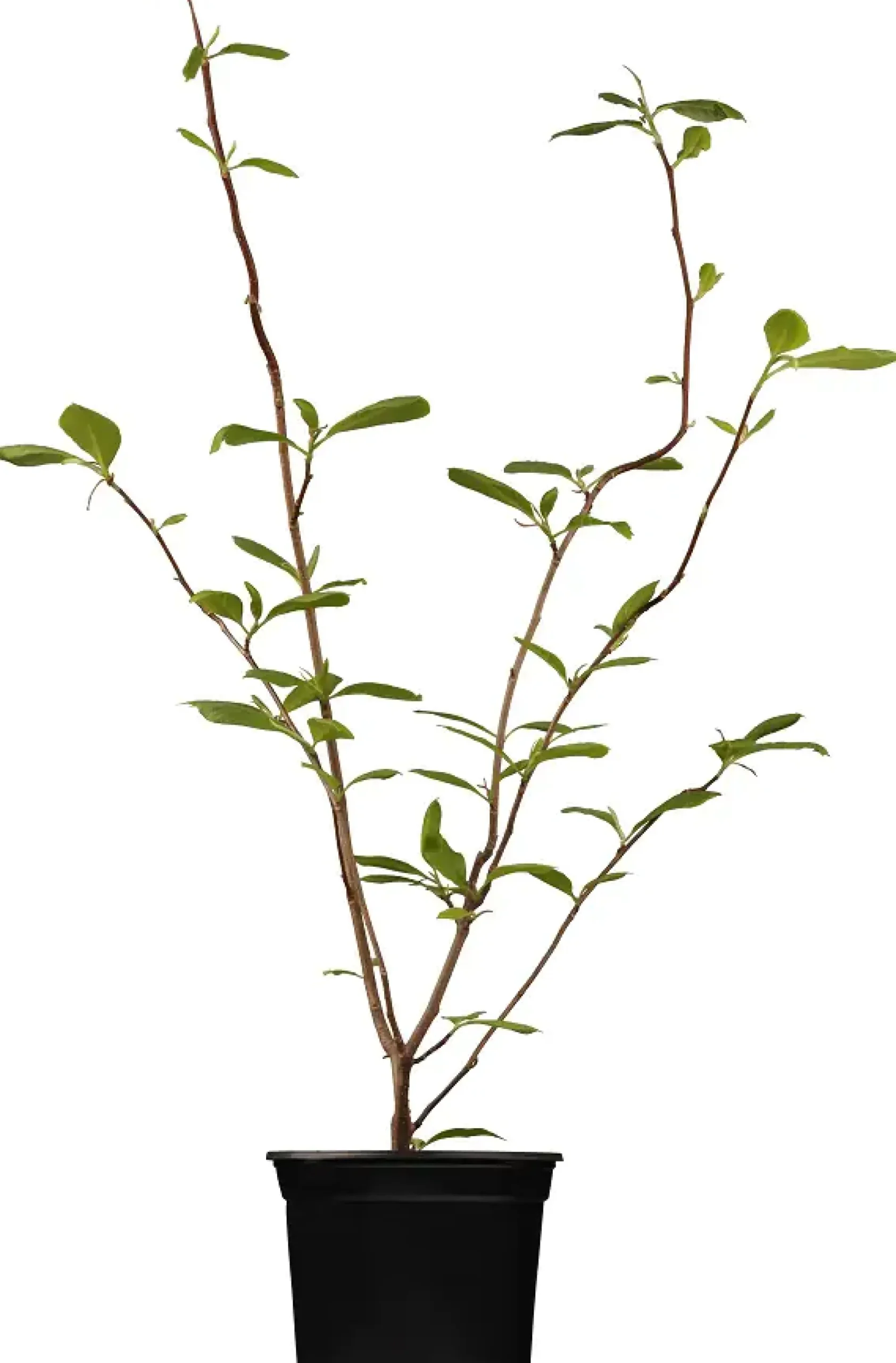 Tulpenmagnolie 5 l Container