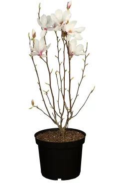 Tulpenmagnolie 5 l Container