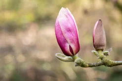 Tulpenmagnolie 5 l Container