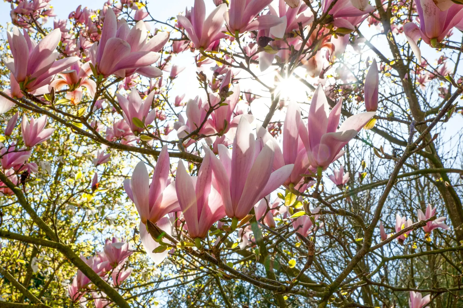 Tulpenmagnolie 5 l Container