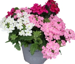 Verbena Eisenkraut dreifarbig 12 cm