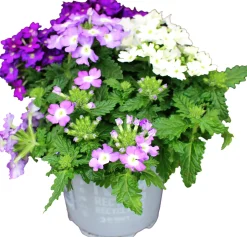 Verbena Eisenkraut dreifarbig 12 cm