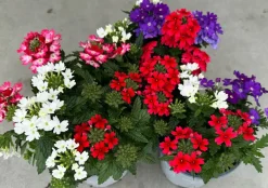 Verbena Eisenkraut dreifarbig 12 cm