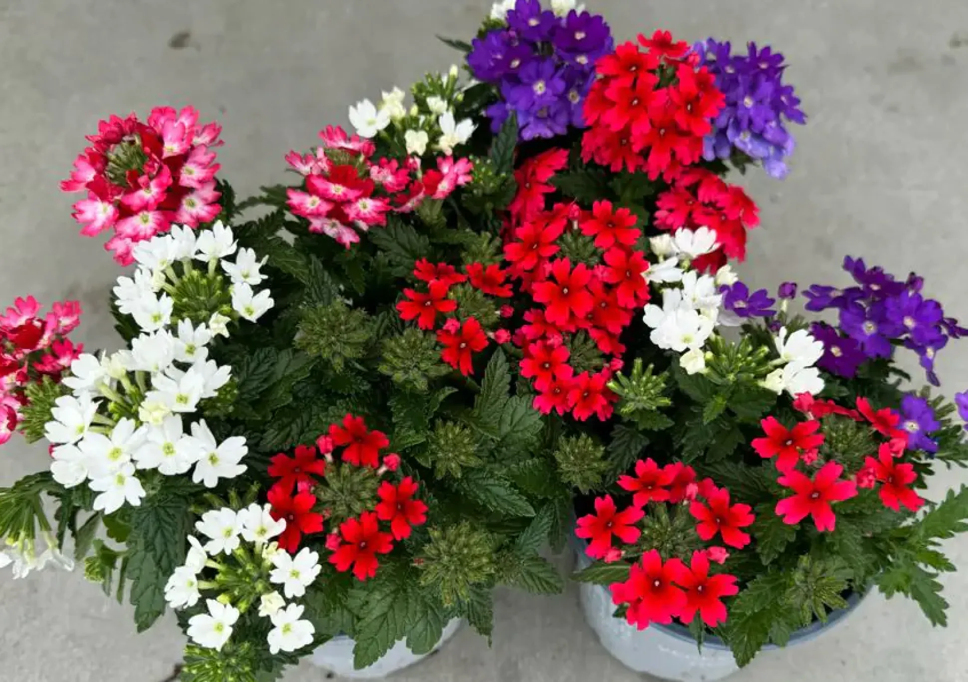 Verbena Eisenkraut dreifarbig 12 cm