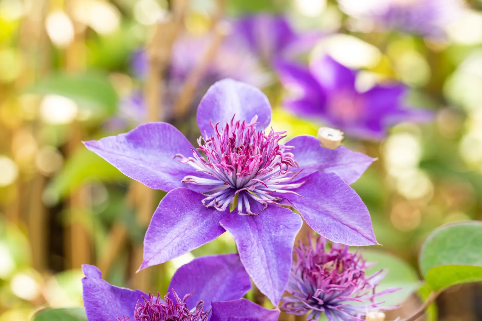 Waldrebe Clematis blau H 40 - 60 cm 2 L Eckcontainer