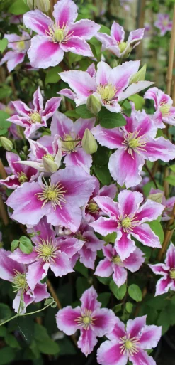 Waldrebe Clematis 2-farbig H 40 - 60 cm 2 L Eckcontainer