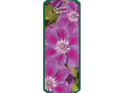 Waldrebe Clematis lila H 40 - 60 cm 2 L Eckcontainer