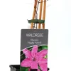 Waldrebe Clematis rosa H 40 - 60 cm 2 L Eckcontainer