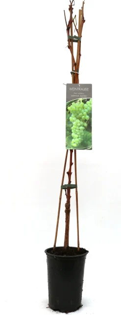 Weintraube Vitis vinifera gelb & kernlos H ca 80 cm 3 l Container