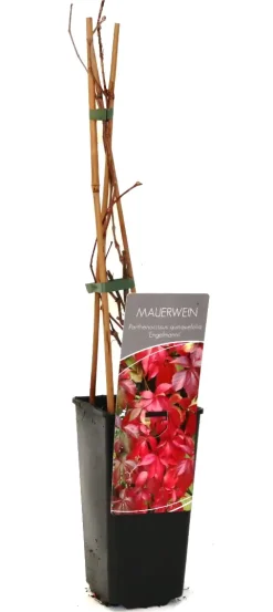 Wilder Wein Engelmannii 2 L Eck-Container