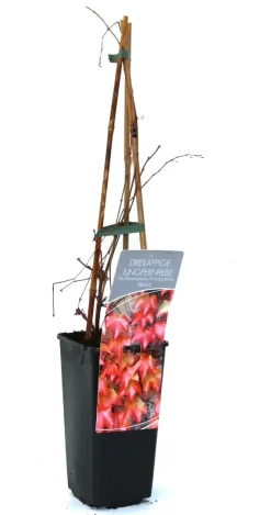 Wilder Wein Veitchii 2 L Eck-Container