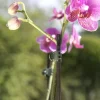 Windhager Orchideenclips grün, 10 Stück