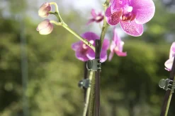 Windhager Orchideenclips grün, 10 Stück