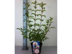 Winterschneeball 3 l Container, 60-80 cm hoch