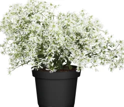 Wolfsmilch Euphorbia Diamond Frost 12 cm Topf
