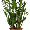 Zamioculcas Zamifolia Glücksfeder 80 cm 21 cm Topf