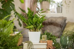 Zamioculcas Zamifolia Glücksfeder 80 cm 21 cm Topf