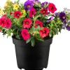 Zauberglöckchen Petunie Trio Calibrachoa Calipetite 13 cm Topf