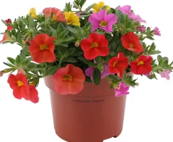 Zauberglöckchen Petunie Trio Calibrachoa Calipetite 13 cm Topf