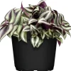 Zebrakraut Tradescantia Nanouk H ca. 20 cm 12 cm Topf