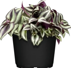 Zebrakraut Tradescantia Nanouk H ca. 20 cm 12 cm Topf