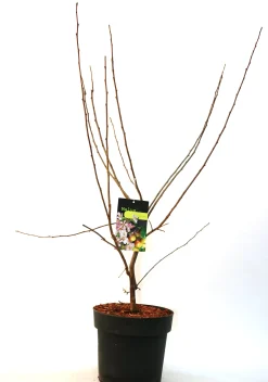 Zierapfel 7 l Container