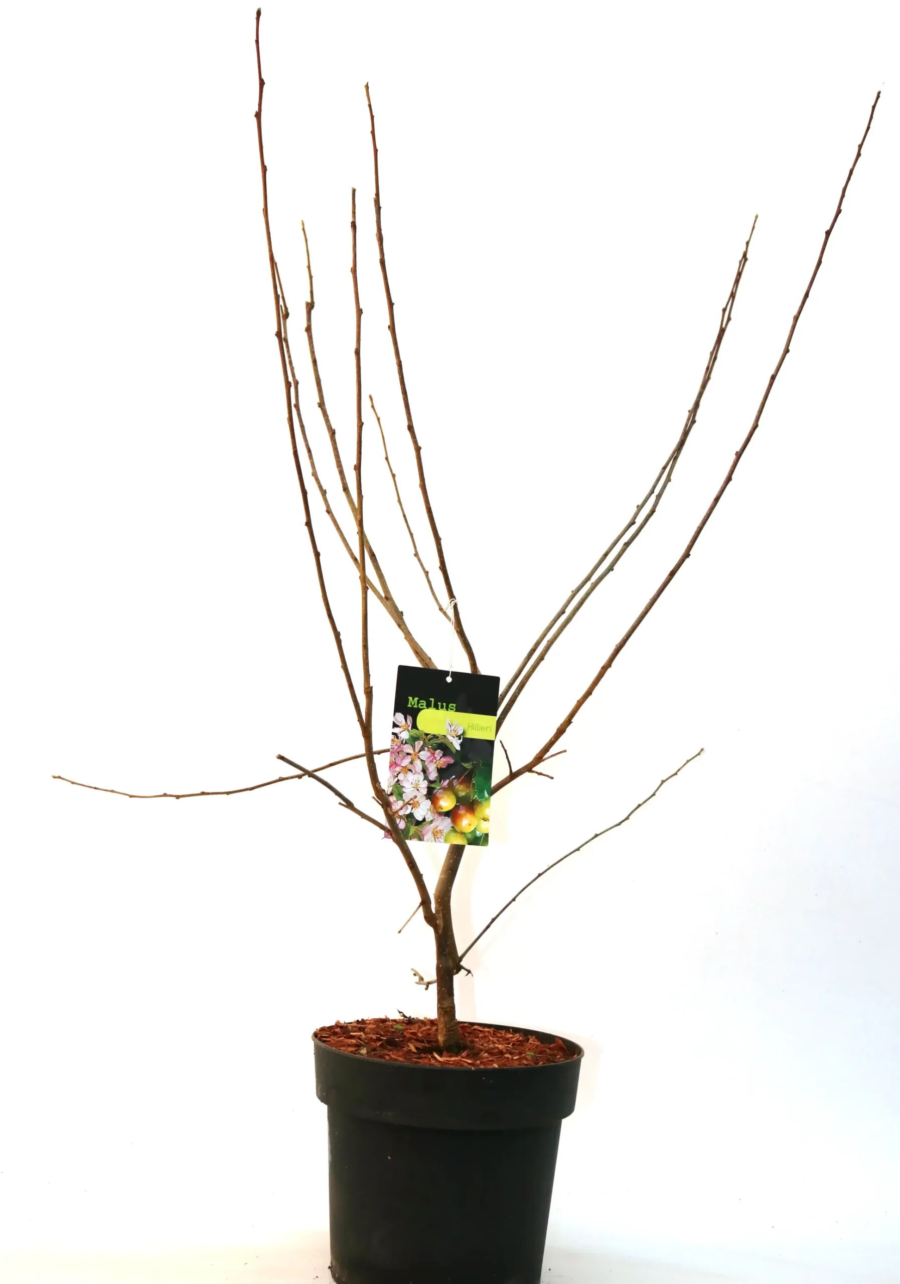 Zierapfel 7 l Container