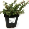 Zwergmispel Cooper 0,5 L Container Bodendecker