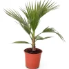 Zwergpalme Chamaerops Humilis H ca. 60 - 80 cm 20 cm Topf