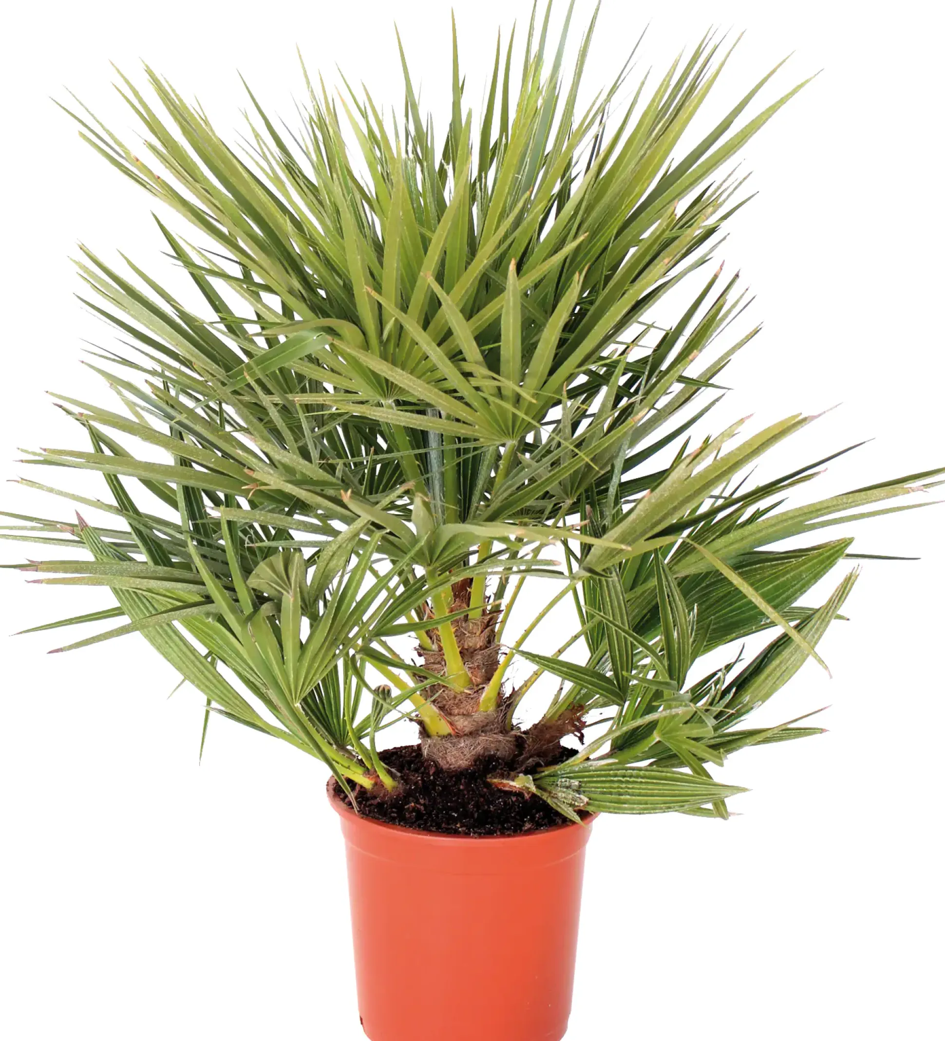 Zwergpalme Chamaerops Humilis H ca. 60 - 80 cm 20 cm Topf