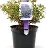 Zwergrhododendron H 15- 20 cm 2 L Container