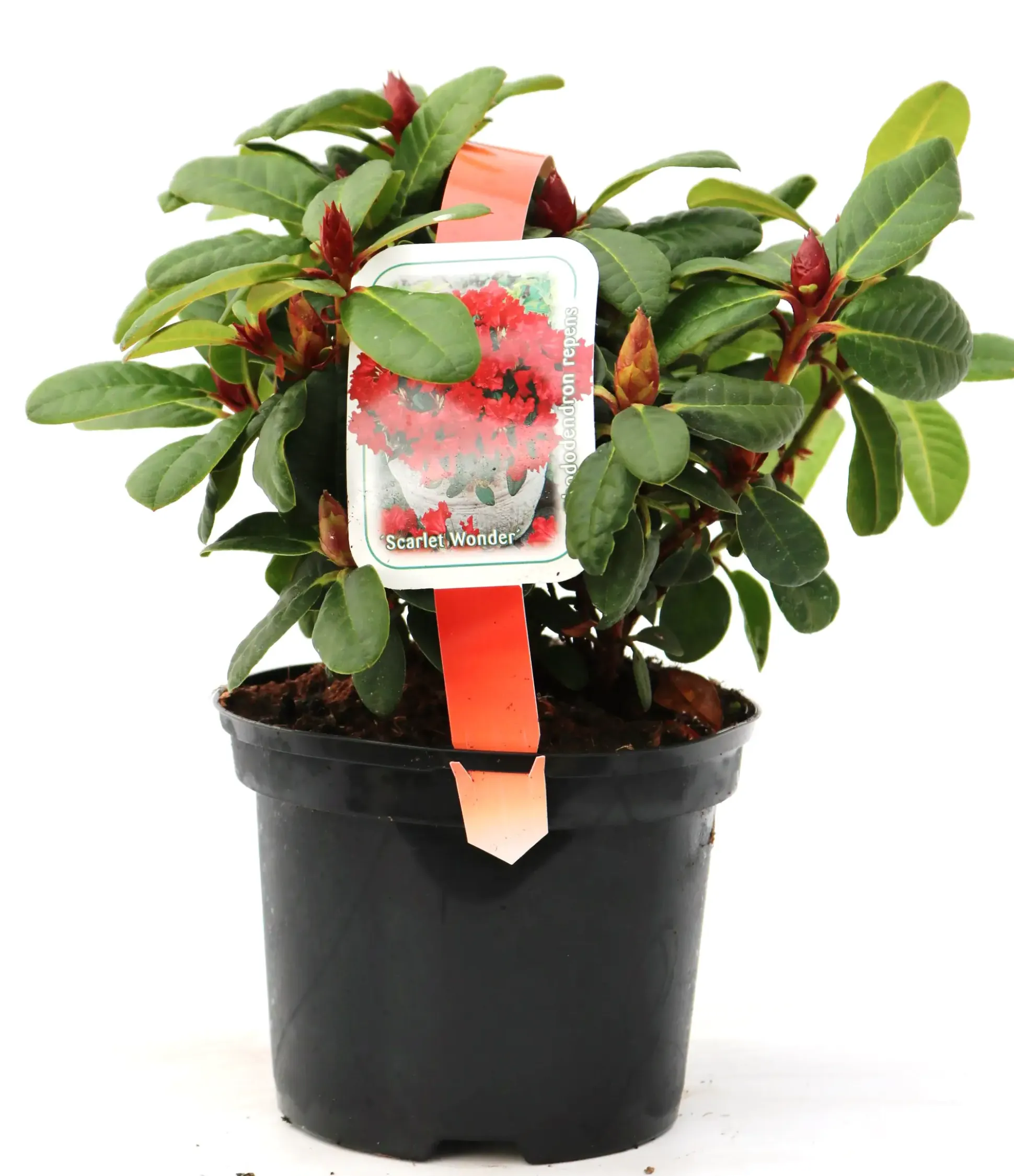 Zwergrhododendron Repens Scarlett Wonder 2 L Container